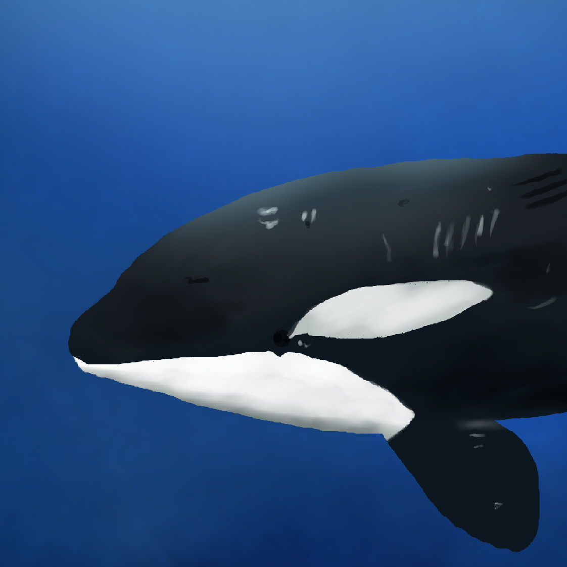 Killer Whale