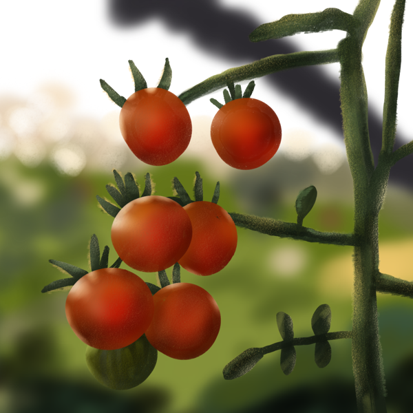 Tomatoes on the Vine